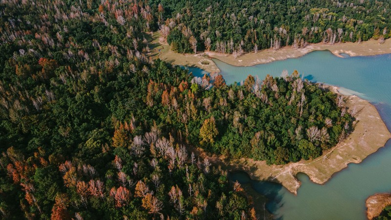 rừng phong hương đổi màu