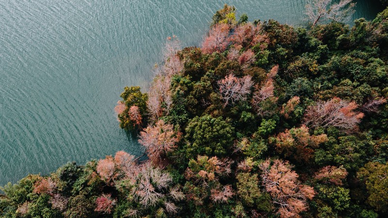 rừng phong hương đổi màu