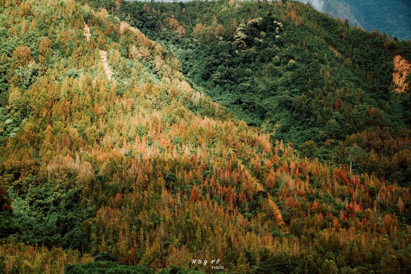 rừng phong hương đổi màu