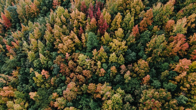 rừng phong hương đổi màu