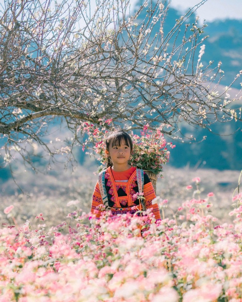 Lễ hội hoa Tam giác mạch 2025