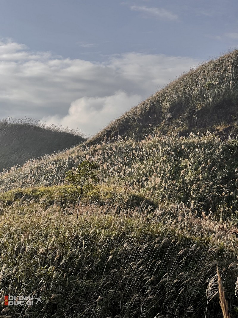 Bình Liêu mùa thiên đường cỏ lau