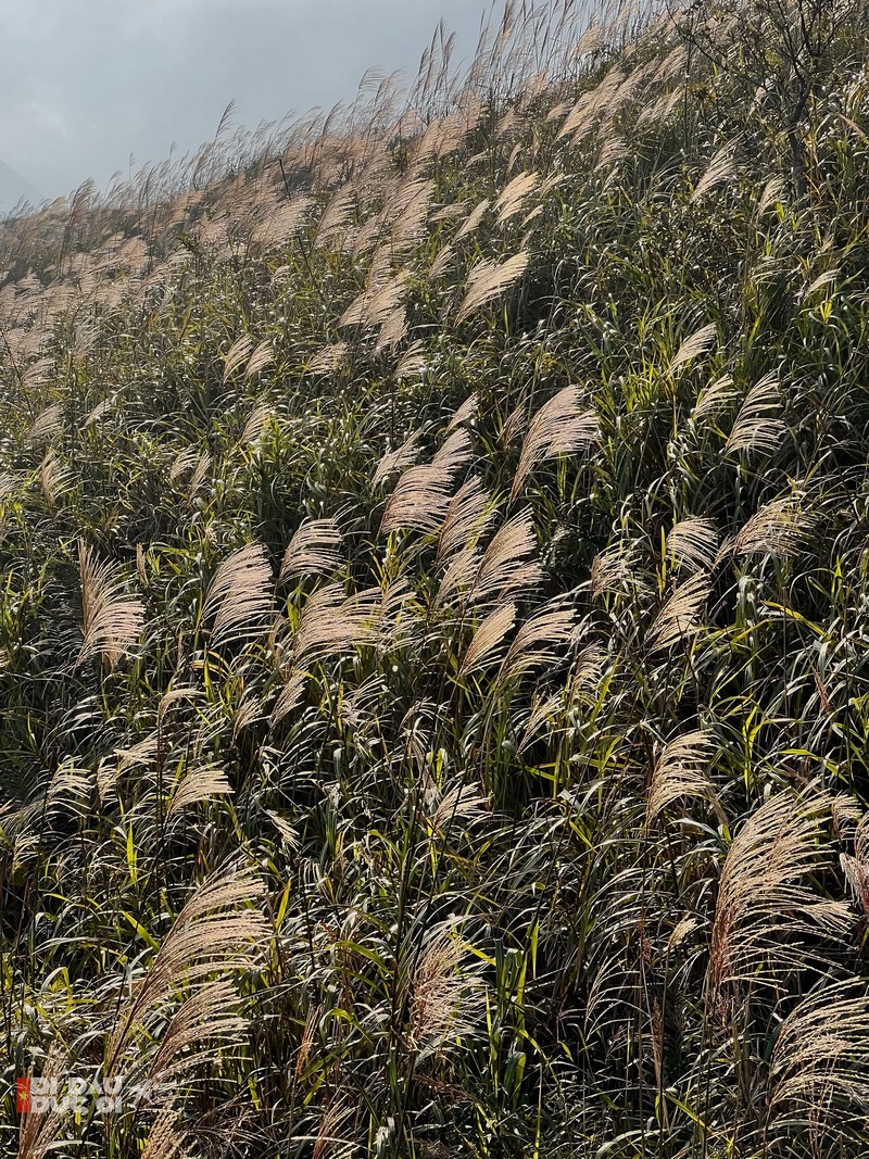 Bình Liêu mùa thiên đường cỏ lau