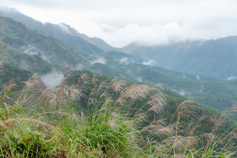 Bình Liêu mùa thiên đường cỏ lau
