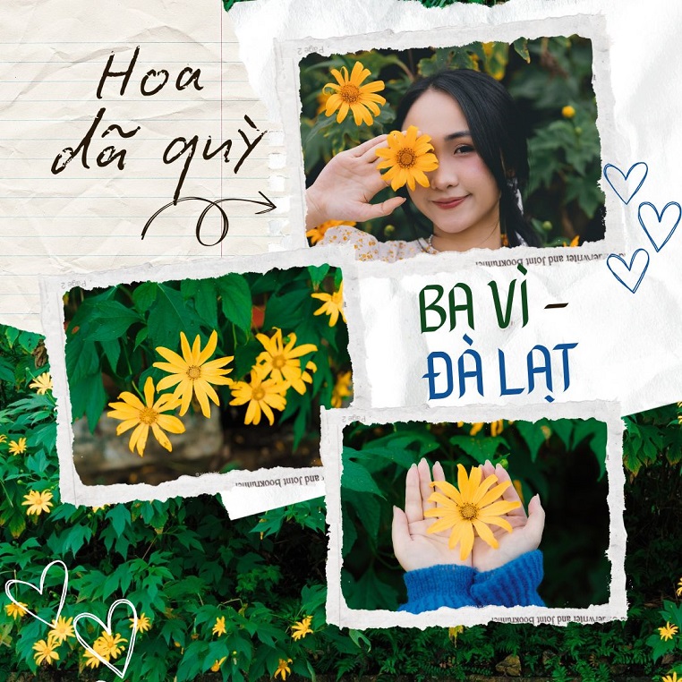 Hoa dã quỳ Ba Vì đọ sắc hoa dã quỳ Đà Lạt qua những loạt ảnh của cộng đồng Check in Vietnam