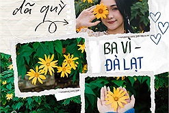 Hoa dã quỳ Ba Vì đọ sắc hoa dã quỳ Đà Lạt qua những loạt ảnh của cộng đồng Check in Vietnam