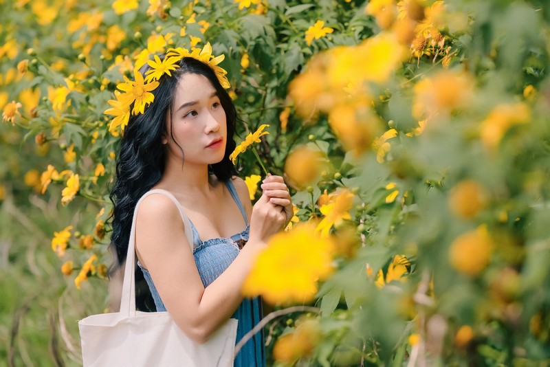 Hoa dã quỳ Ba Vì đọ sắc hoa dã quỳ Đà Lạt