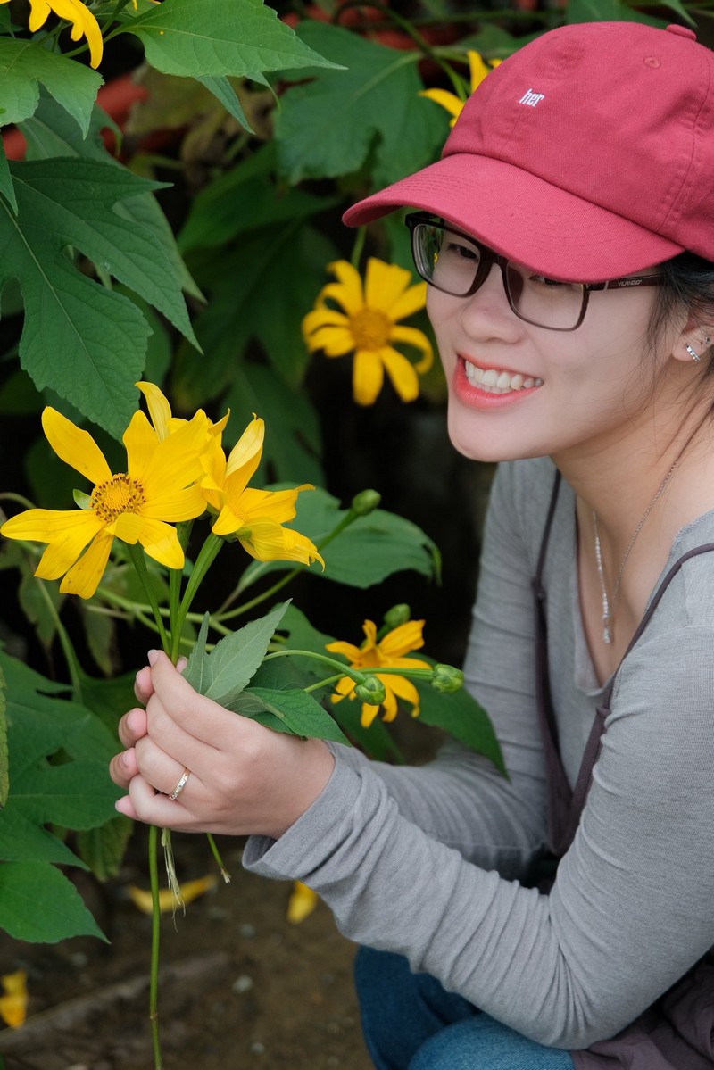 Hoa dã quỳ Ba Vì đọ sắc hoa dã quỳ Đà Lạt