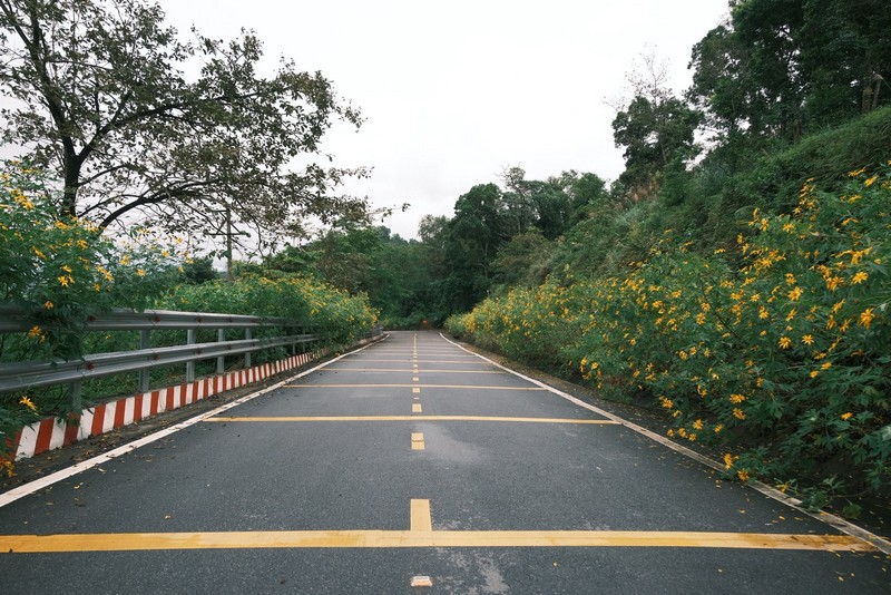 Hoa dã quỳ Ba Vì đọ sắc hoa dã quỳ Đà Lạt