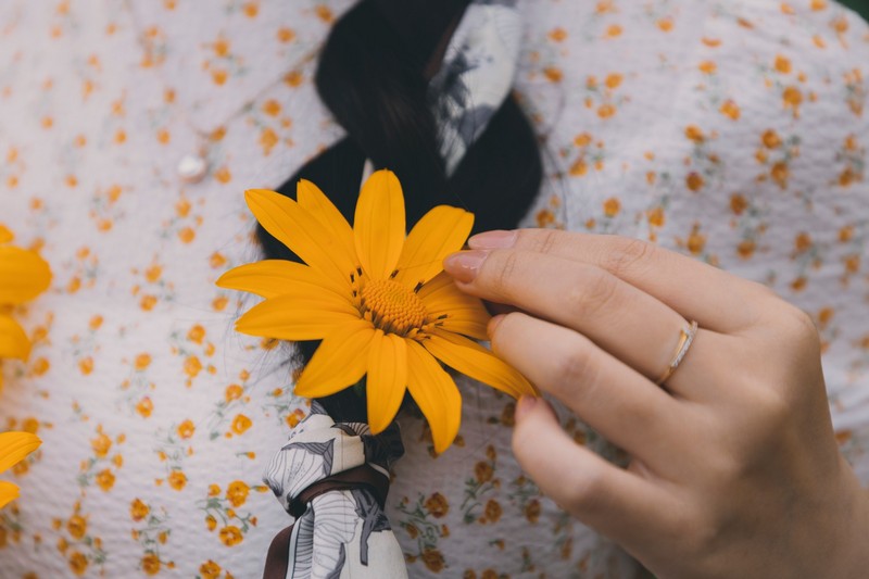 Hoa dã quỳ Ba Vì đọ sắc hoa dã quỳ Đà Lạt