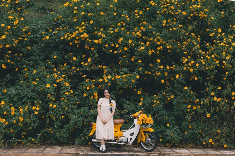 Hoa dã quỳ Ba Vì đọ sắc hoa dã quỳ Đà Lạt