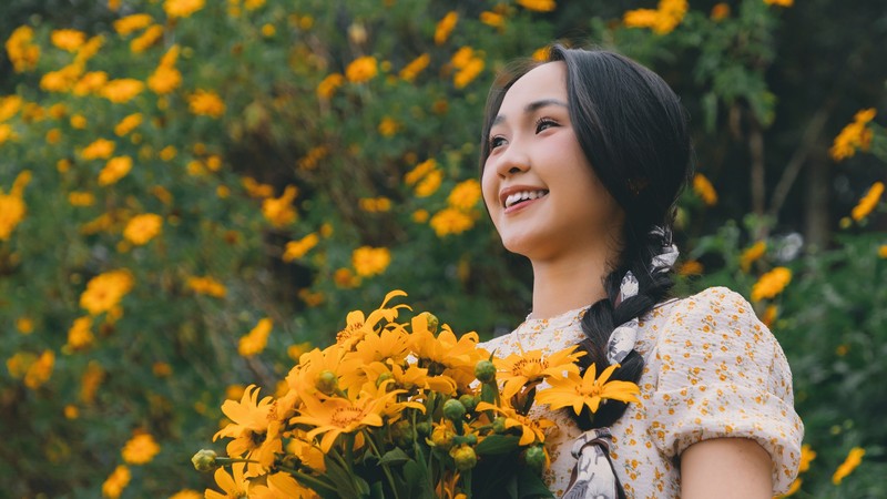 Hoa dã quỳ Ba Vì đọ sắc hoa dã quỳ Đà Lạt