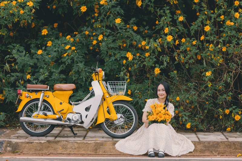 Hoa dã quỳ Ba Vì đọ sắc hoa dã quỳ Đà Lạt