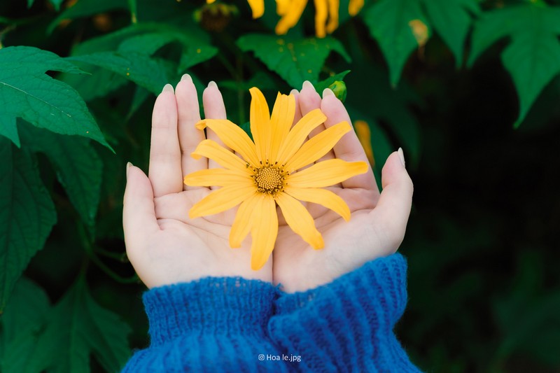 Hoa dã quỳ Ba Vì đọ sắc hoa dã quỳ Đà Lạt