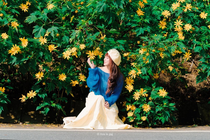 Hoa dã quỳ Ba Vì đọ sắc hoa dã quỳ Đà Lạt