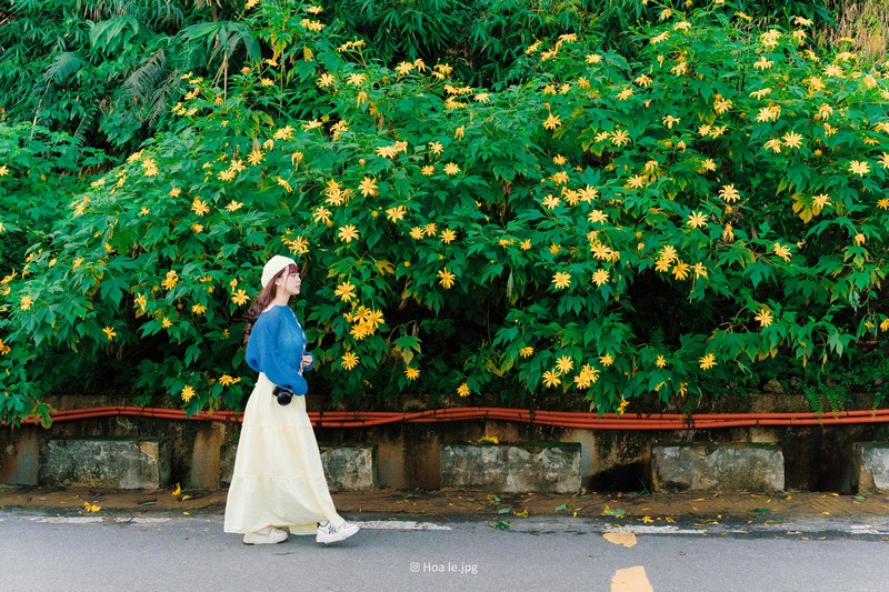 Hoa dã quỳ Ba Vì đọ sắc hoa dã quỳ Đà Lạt