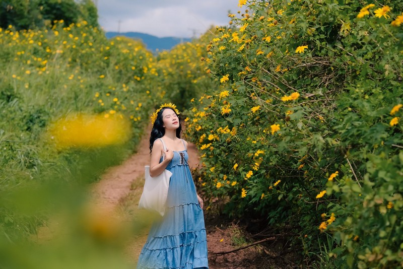 Hoa dã quỳ Ba Vì đọ sắc hoa dã quỳ Đà Lạt