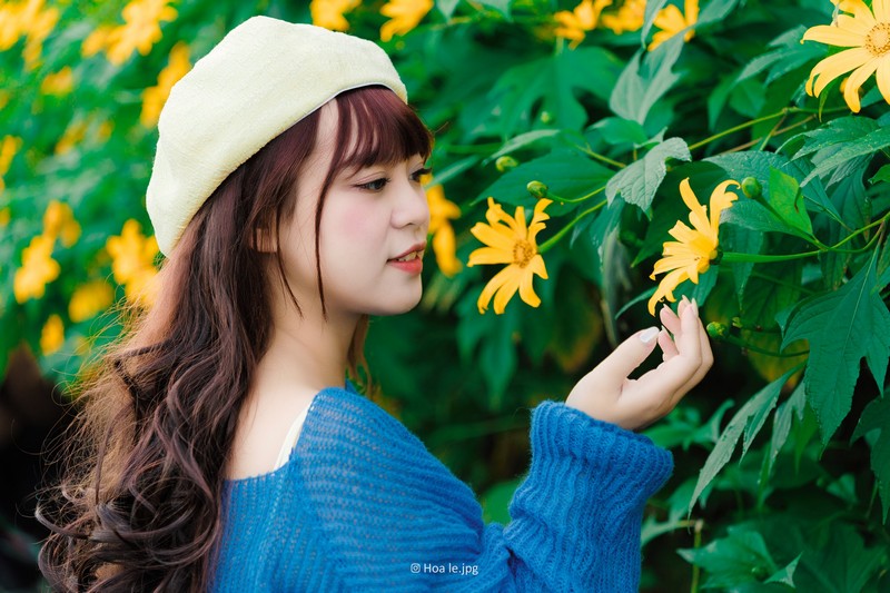 Hoa dã quỳ Ba Vì đọ sắc hoa dã quỳ Đà Lạt