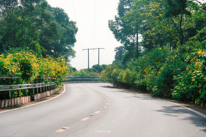 Hoa dã quỳ Ba Vì đọ sắc hoa dã quỳ Đà Lạt