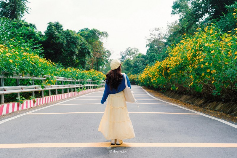 Hoa dã quỳ Ba Vì đọ sắc hoa dã quỳ Đà Lạt