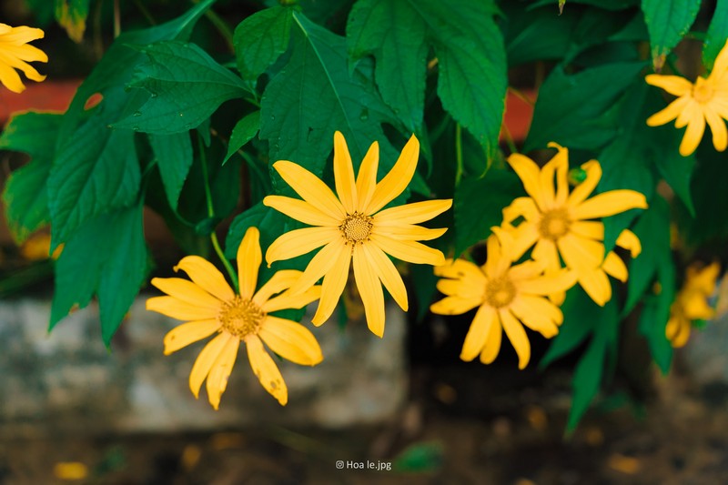 Hoa dã quỳ Ba Vì đọ sắc hoa dã quỳ Đà Lạt