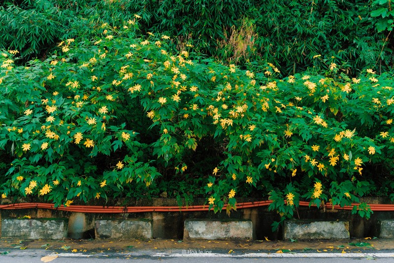 Hoa dã quỳ Ba Vì đọ sắc hoa dã quỳ Đà Lạt