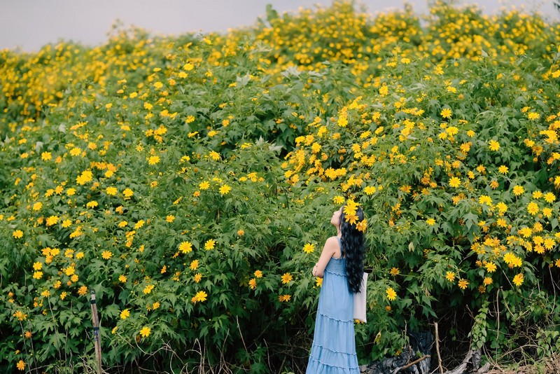 Hoa dã quỳ Ba Vì đọ sắc hoa dã quỳ Đà Lạt