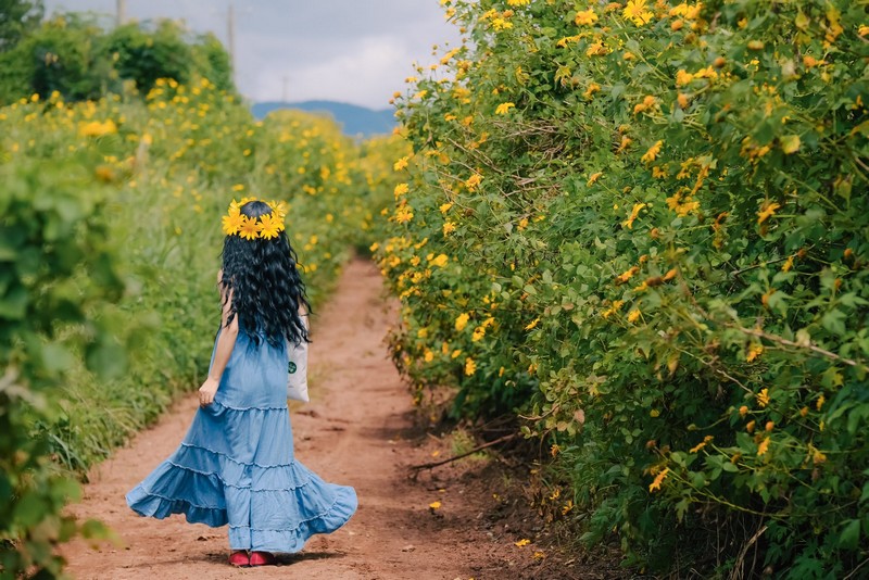 Hoa dã quỳ Ba Vì đọ sắc hoa dã quỳ Đà Lạt