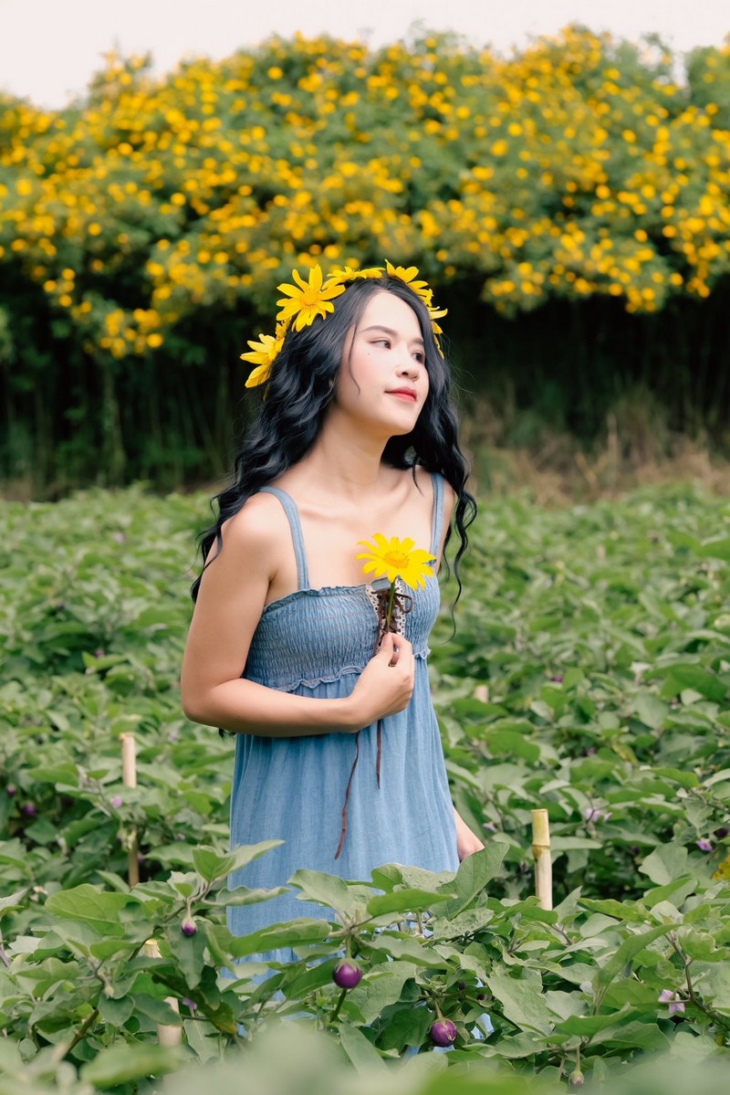 Hoa dã quỳ Ba Vì đọ sắc hoa dã quỳ Đà Lạt