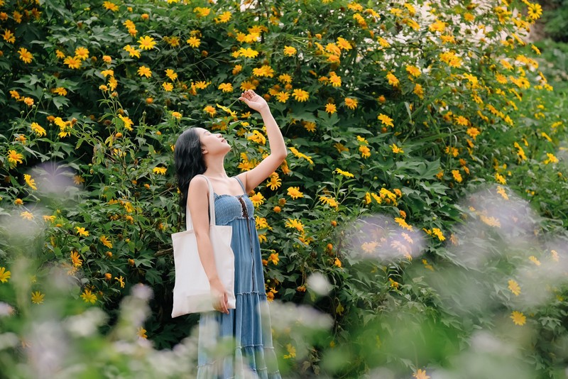 Hoa dã quỳ Ba Vì đọ sắc hoa dã quỳ Đà Lạt