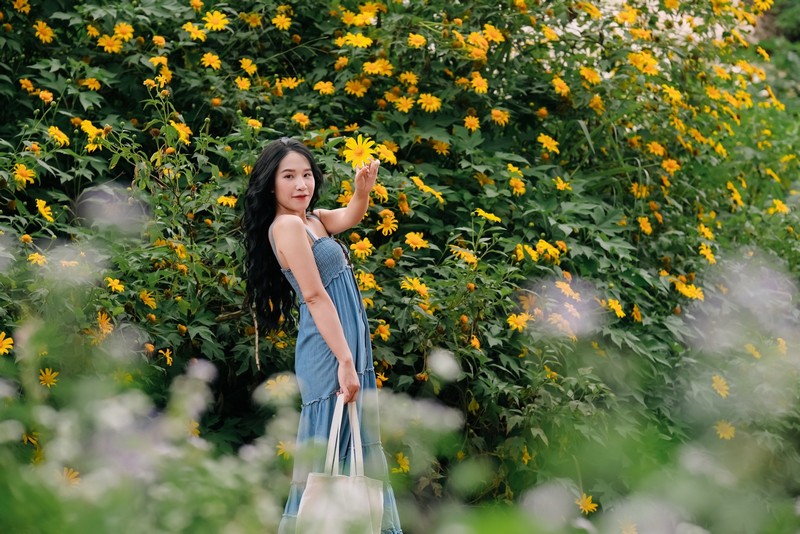 Hoa dã quỳ Ba Vì đọ sắc hoa dã quỳ Đà Lạt