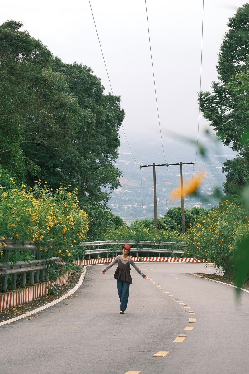 Hoa dã quỳ Ba Vì đọ sắc hoa dã quỳ Đà Lạt