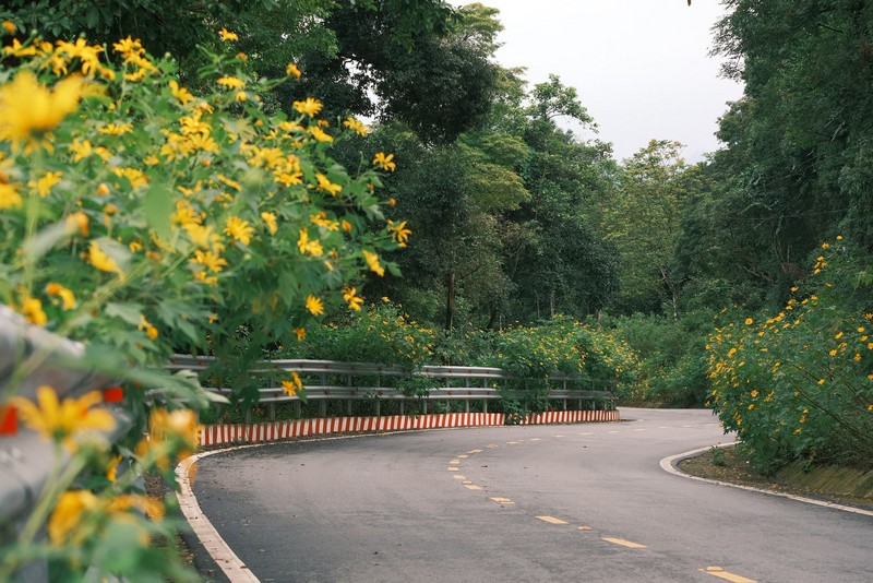 Hoa dã quỳ Ba Vì đọ sắc hoa dã quỳ Đà Lạt