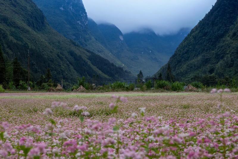 Hà Giang đang trong mùa đẹp nhất năm