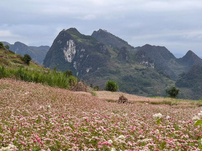 Hà Giang đang trong mùa đẹp nhất năm
