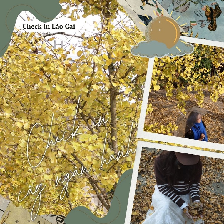 Sa Pa mùa cây ngân hạnh thay lá: Đâu cần đi nước ngoài mới mộng mơ như trong phim Trung - Hàn - Nhật