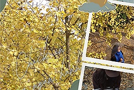 Sa Pa mùa cây ngân hạnh thay lá: Đâu cần đi nước ngoài mới mộng mơ như trong phim Trung - Hàn - Nhật