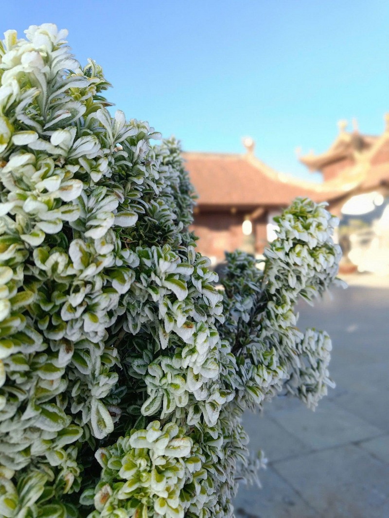 Hình ảnh băng giá phủ trắng đỉnh Fansipan