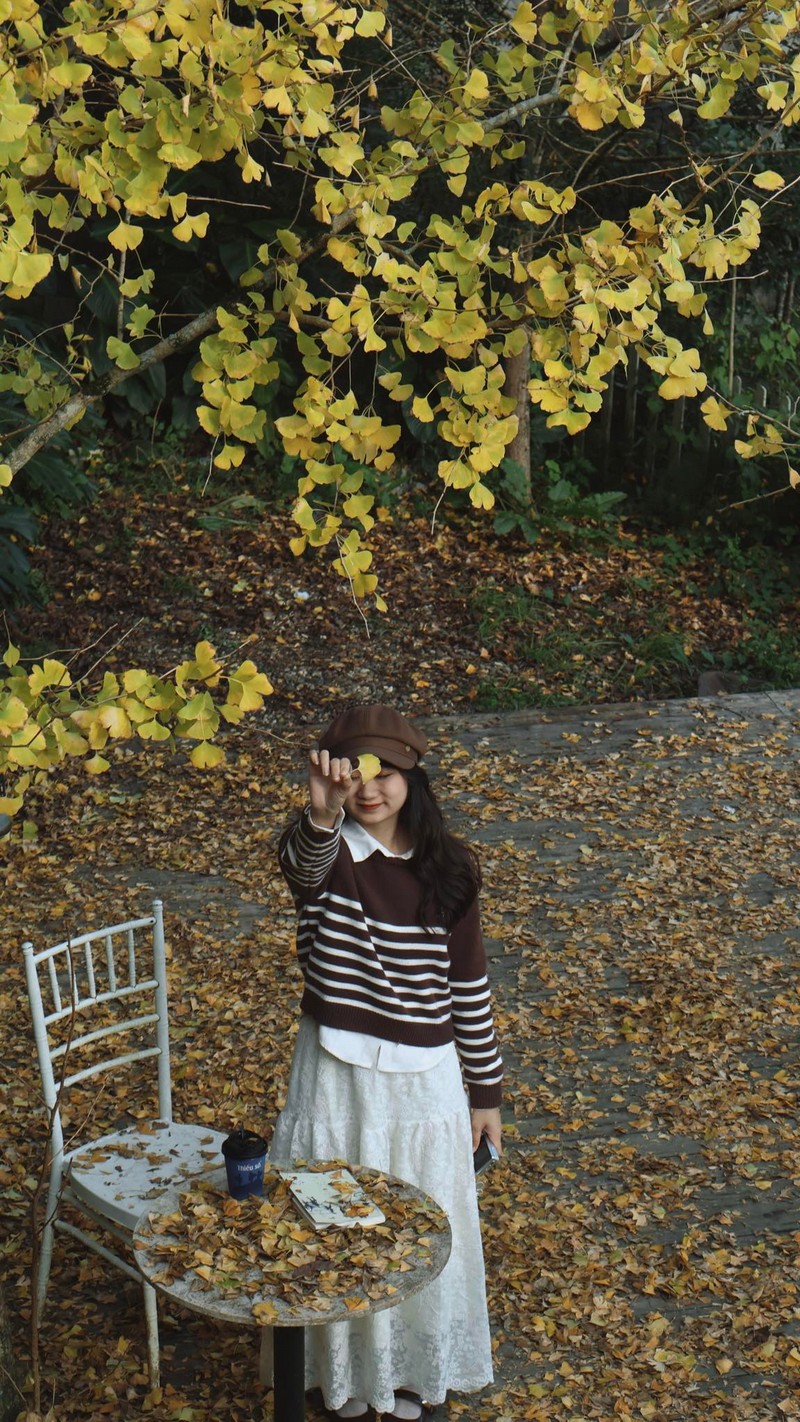 Sa Pa mùa cây ngân hạnh thay lá