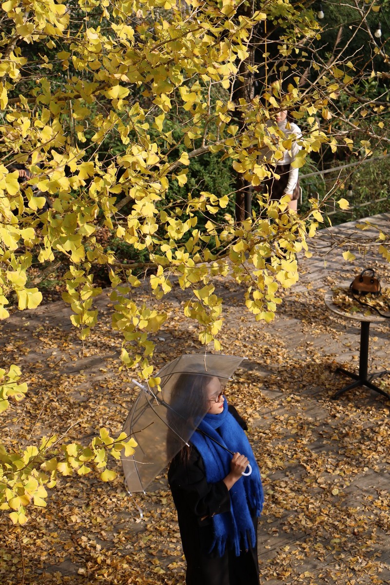 Sa Pa mùa cây ngân hạnh thay lá