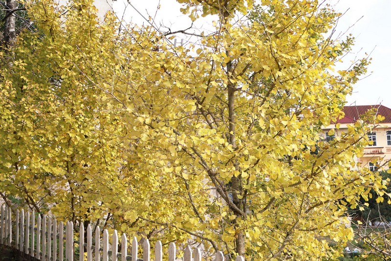 Sa Pa mùa cây ngân hạnh thay lá