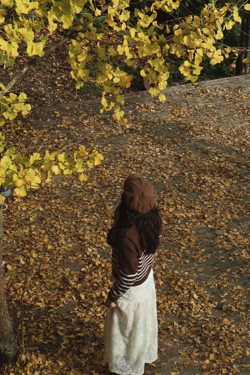 Sa Pa mùa cây ngân hạnh thay lá