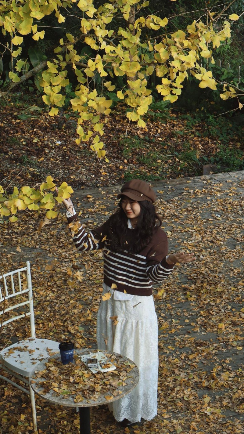 Sa Pa mùa cây ngân hạnh thay lá