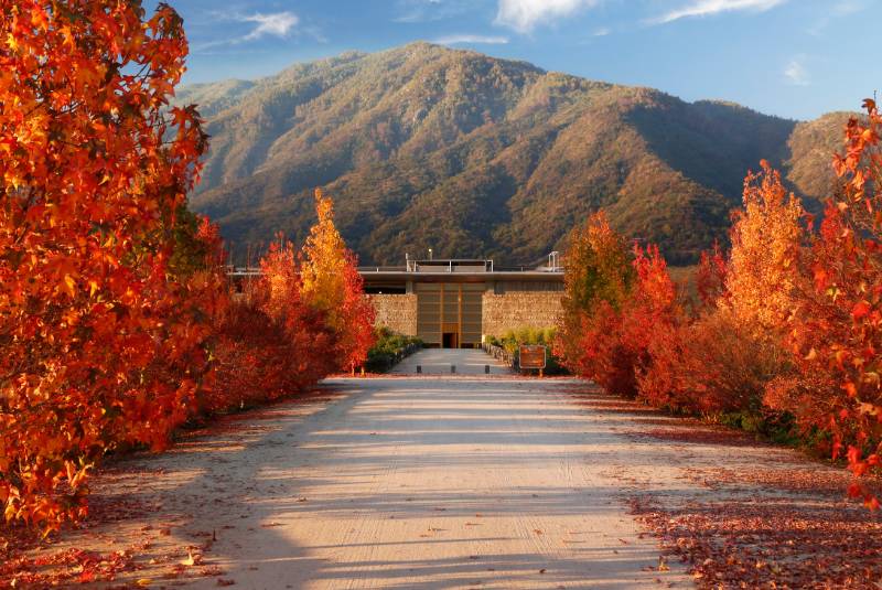 Top 10 vườn nho tốt nhất thế giới năm 2025