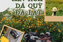 Gợi ý lịch trình 2N1Đ săn hoa dã quỳ Đà Lạt với hai cung đường tập trung nhiều điểm check in dã quỳ đẹp nhất