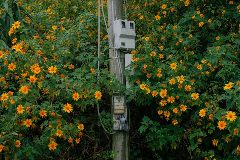 lịch trình 2N1Đ săn hoa dã quỳ Đà Lạt