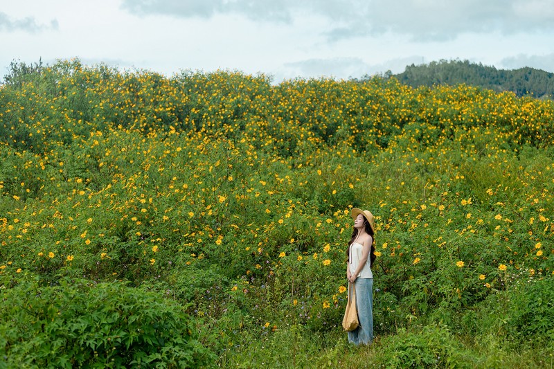 lịch trình 2N1Đ săn hoa dã quỳ Đà Lạt