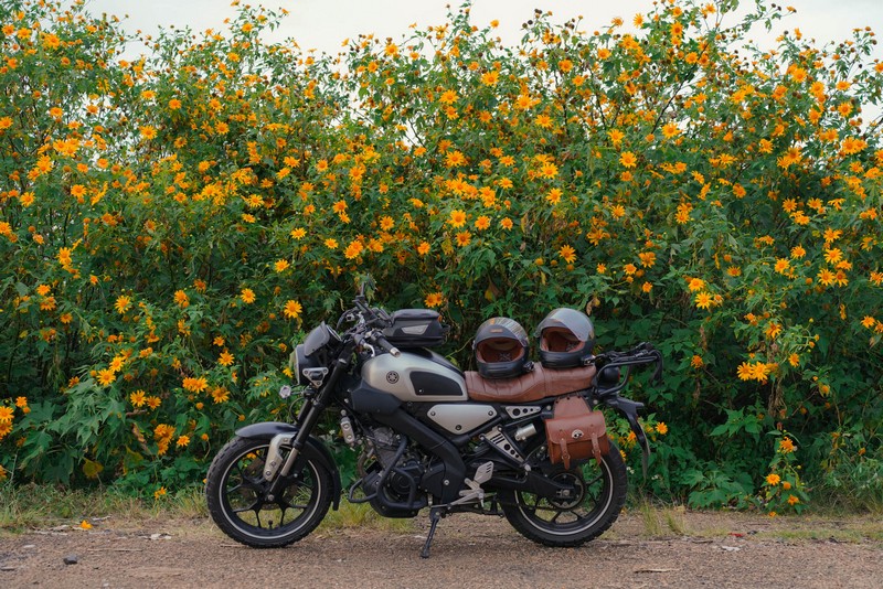 lịch trình 2N1Đ săn hoa dã quỳ Đà Lạt