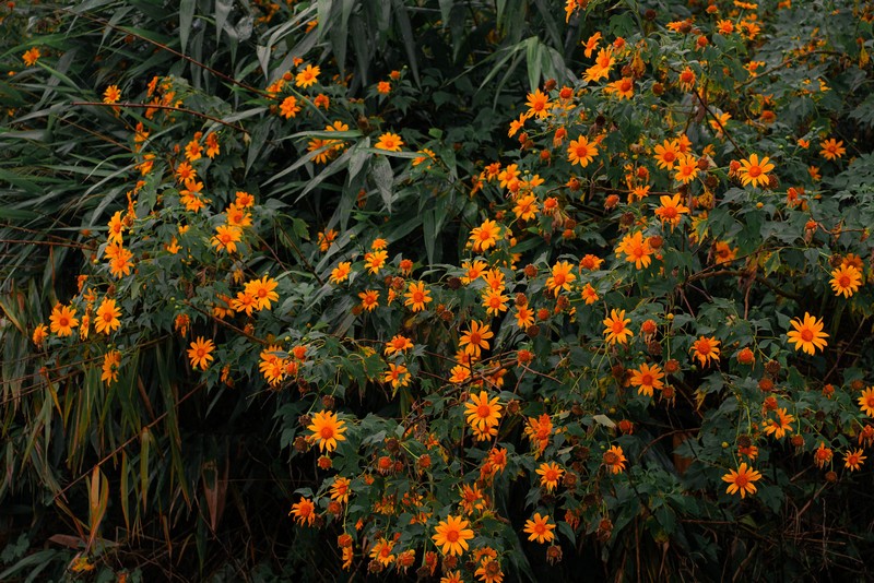 lịch trình 2N1Đ săn hoa dã quỳ Đà Lạt