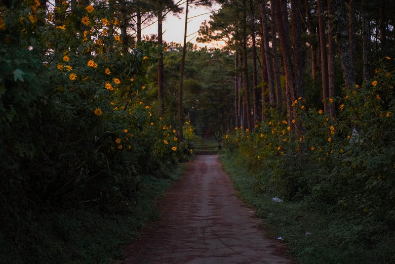 lịch trình 2N1Đ săn hoa dã quỳ Đà Lạt